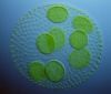 algae