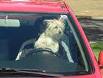 Distracted driving pets