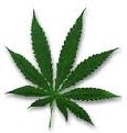 Marijuana